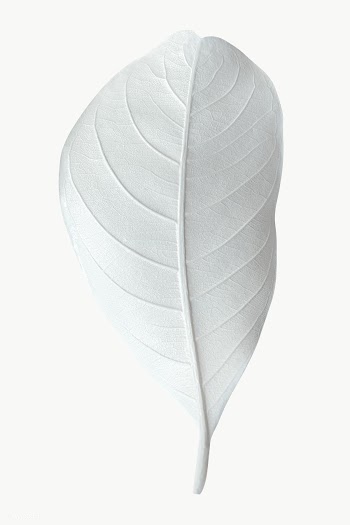 Dry bleached white leaf transparent png | Free  transparent png - 2227697