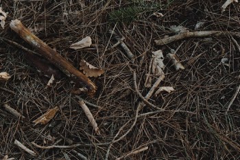 Dry Broken Sticks
