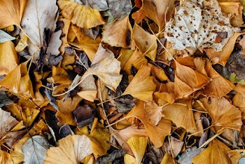 Dry Brown Leaves