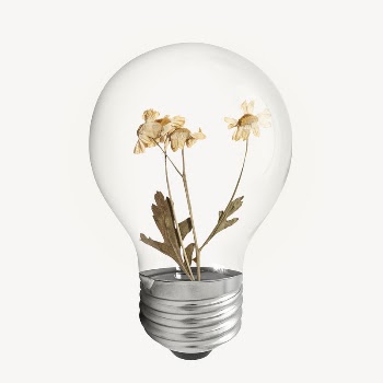 Dry daisy flower bulb sticker, | Free PSD - rawpixel