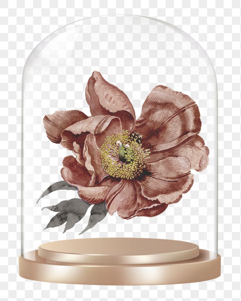 Dry flower png glass dome | Free PNG - rawpixel