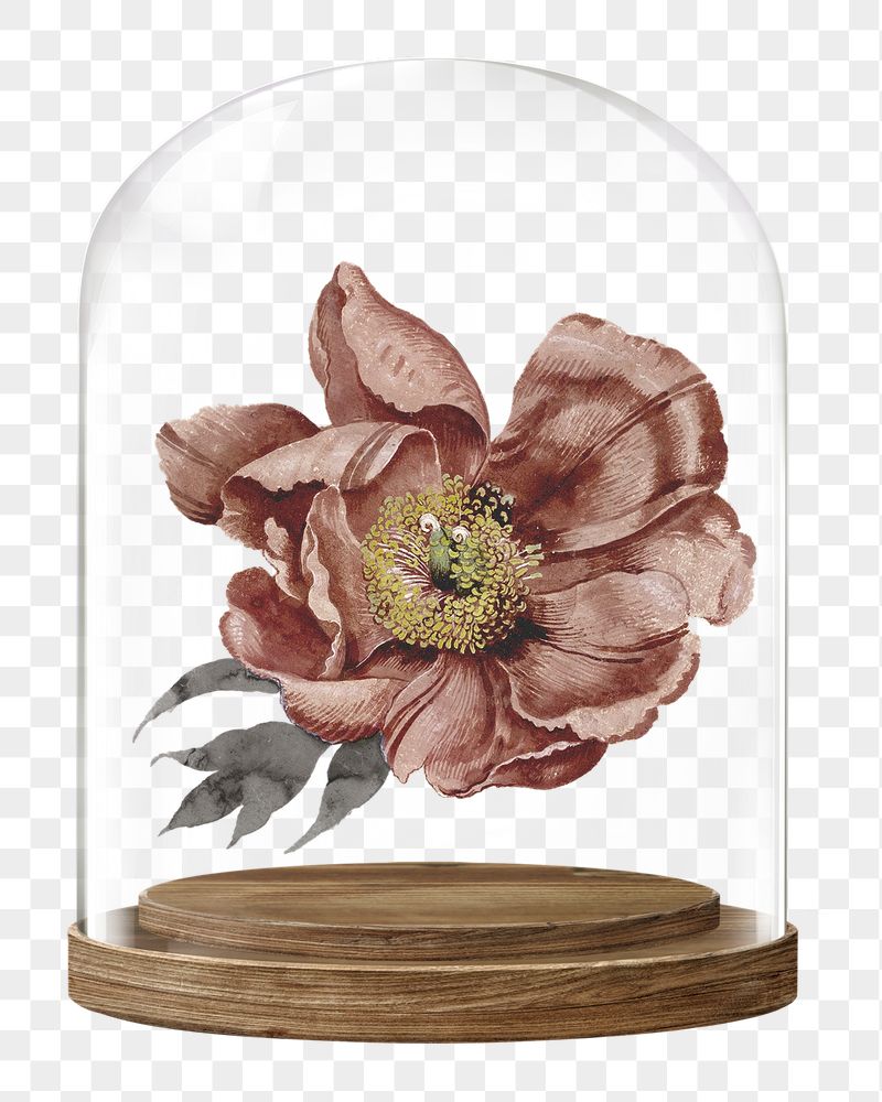 Dry flower png glass dome | Free PNG - rawpixel