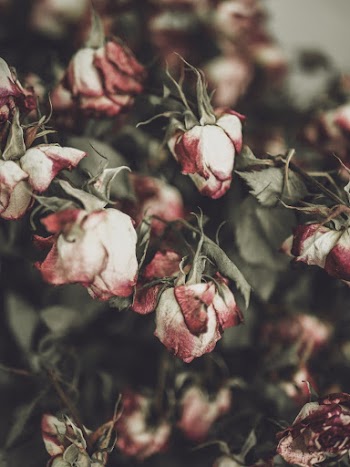 Dry Flowers