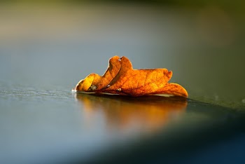 Dry Leaf