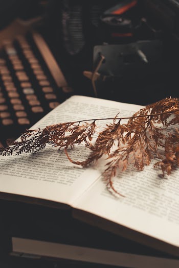 Dry Leaf On Book
