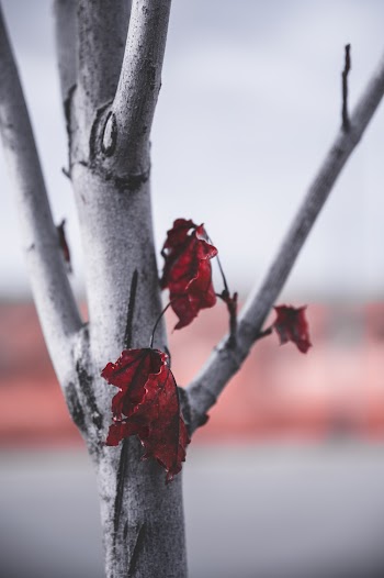 Dry Leaves