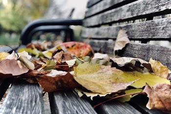 Dry Leaves
