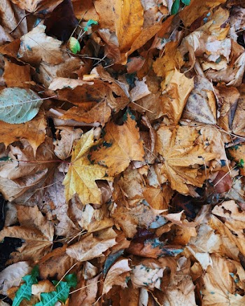 Dry Leaves