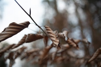 Dry Leaves