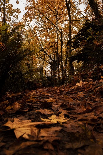 Dry Leaves On Ground