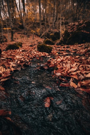 Dry Leaves on Ground