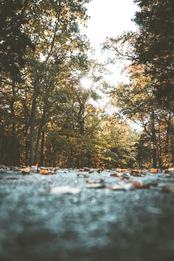 Dry Leaves On Ground
