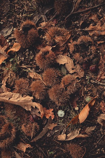 Dry Leaves On The Ground