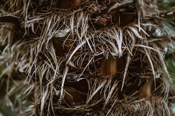 Dry Palm Tree Trunk