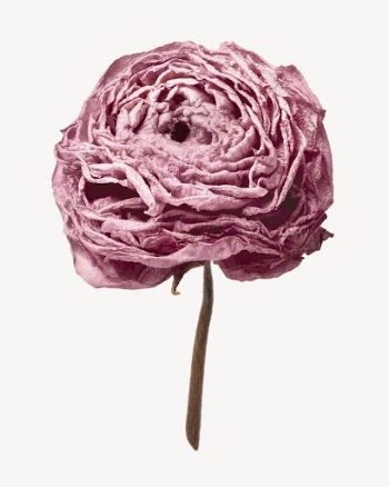 Dry ranunculus flower sticker, aesthetic | Free PSD - rawpixel