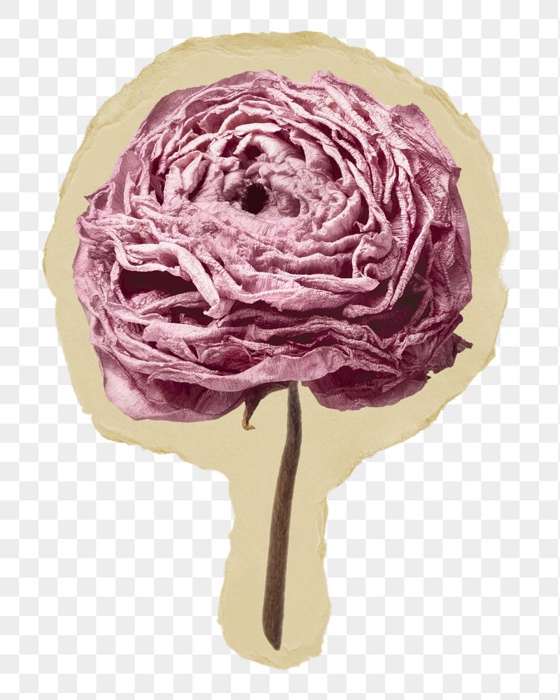 Dry ranunculus png pink flower | Free PNG - rawpixel
