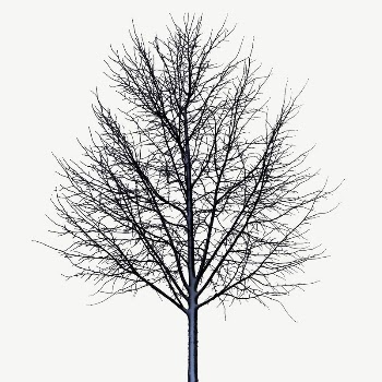 Dry tree collage element, isolated | Free PSD - rawpixel