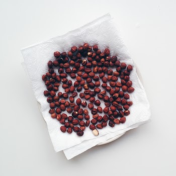 Drying hazelnuts 