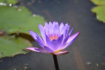 DSC_0158.JPG