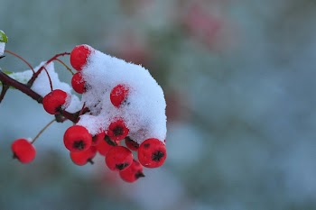 DSC_0387.JPG