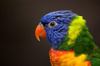 DSC_9911.jpg