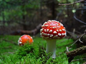 DSC06126.JPG
