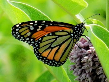 DSCN1008.jpg