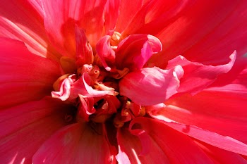 DSCN1289red.jpg