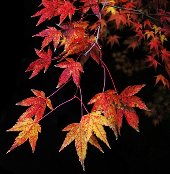 DSCN29881.JPG
