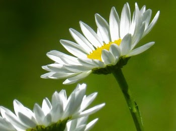 DSCN4295.jpg