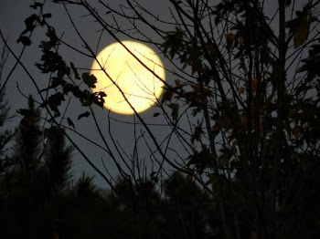 DSCN4526.jpg