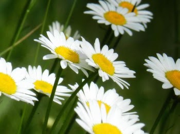 DSCN4583.jpg