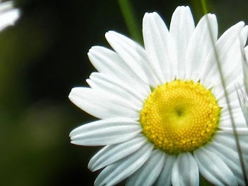 DSCN4761.jpg