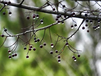 DSCN7761.jpg