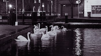          Dublin At Night Swans Free Photo     