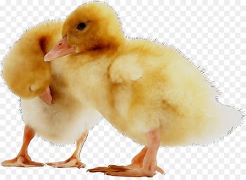 Duck American Pekin Chicken LinkedIn Feed conversion ratio -  
