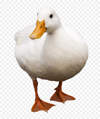 Duck American Pekin - Duck 