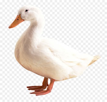 Duck American Pekin - Duck 