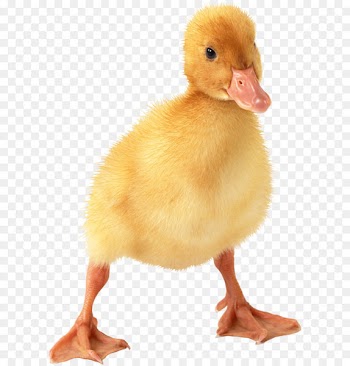 Duck American Pekin Goose - Little Duck Png Image 