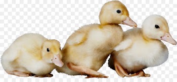 Duck Animal communication Information -  