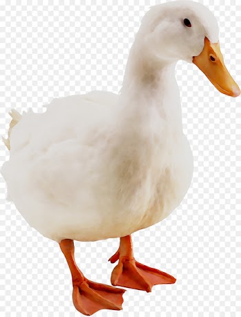 Duck Avian influenza Goose Animal Influenza -  