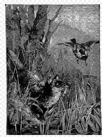 Duck Bayou Fauna Shrubland Plant - duck 