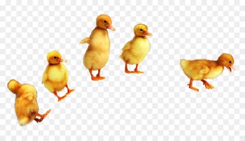 Duck, Beak, Fauna, Bird PNG