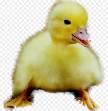 Duck, Beak, Fauna, Bird, Vertebrate PNG
