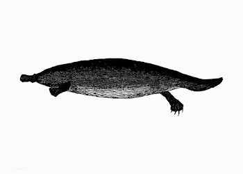 Duck-billed platypus animal | Free stock vector - 573469