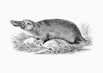 Duck-billed platypus shade drawing | Free stock vector - 562353