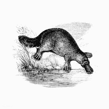 Duck-billed platypus shade drawing | Free stock vector - 562504