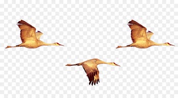 Duck Bird Crane Swan goose - Geese fly 