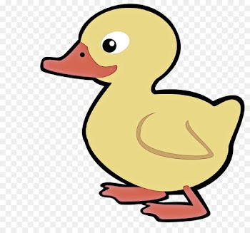 duck bird ducks, geese and swans water bird beak