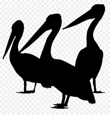 Duck Bird Gulls Goose Brown pelican -  